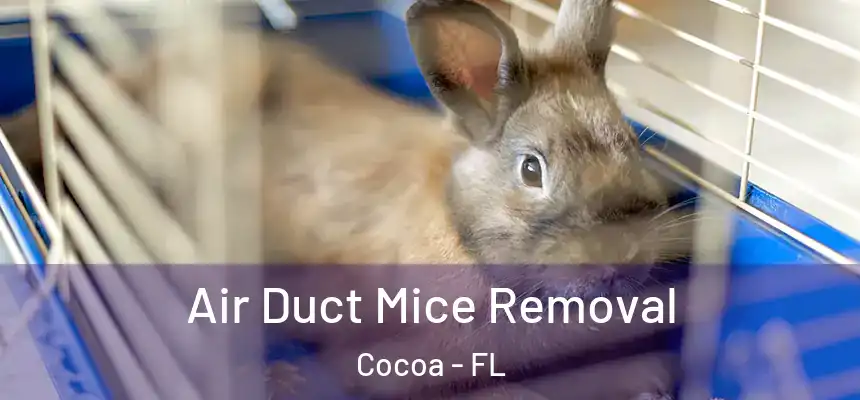  Air Duct Mice Removal Cocoa - FL